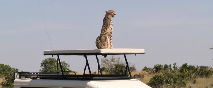 Cheetah on a Car