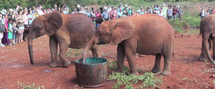Elephant Orphanage – Nairobi
