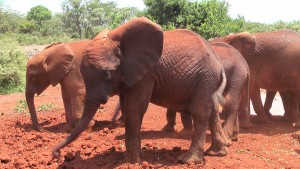 Orphaned elephants